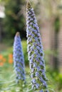 Pride of Madeira Echium fastuosum Blue Dwarf, with violet-blue flowers